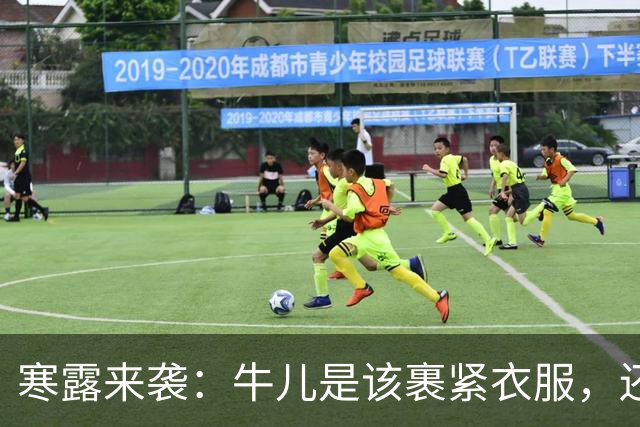 寒露来袭：牛儿是该裹紧衣服，还是享受阳光？